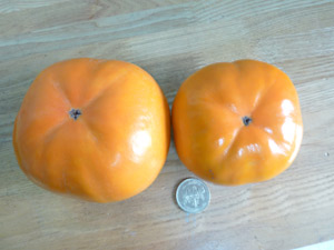 Ê` O쑁Yy1Nz (ڂ؁Ef@)