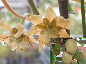 LECt[cqS[fLOr X y2Nz iڂ؁E |bgj