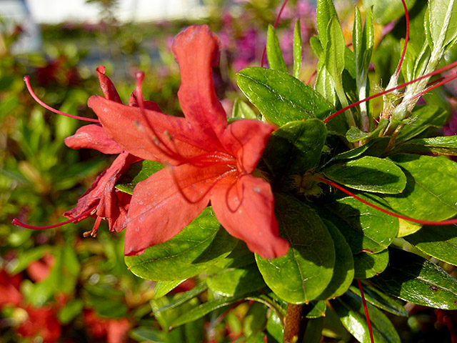 銘木です　キリシマツツジ（二段） 銘木です キリシマツツジ（二段）