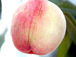 @v yQNcziڂ؁E|bgj@ 