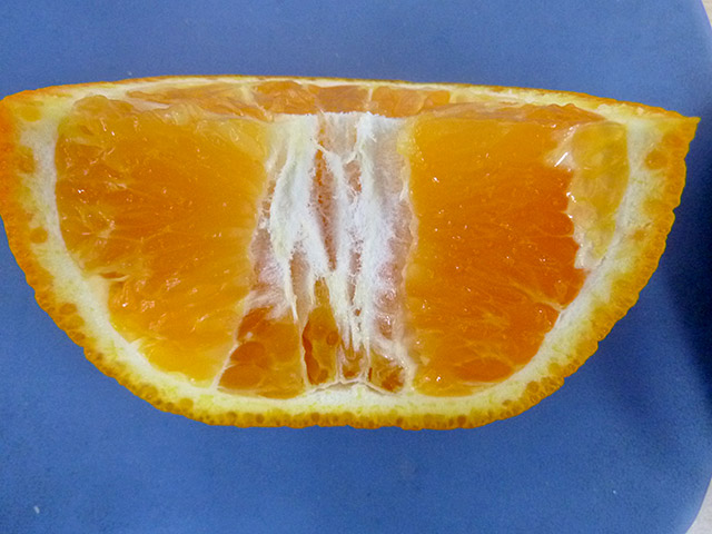 �s�m�΂���ʂ��y�S�N���z�i�ڂ��؁E�f�@��j